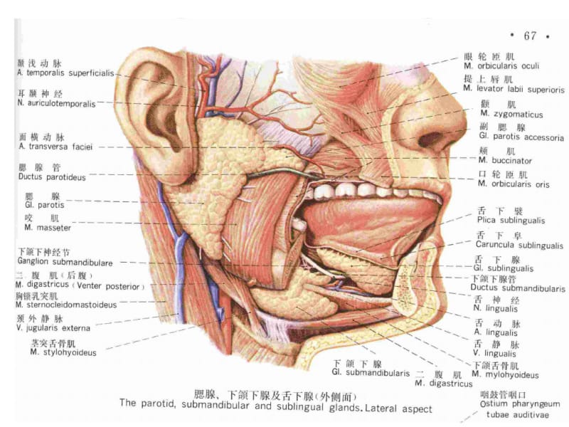 腮腺及面神经解剖及临床.pdf_第3页