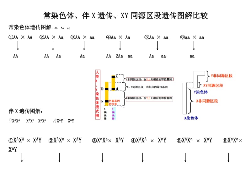 常染色体、伴X遗传、XY同源区段遗传图解比较.doc_第1页