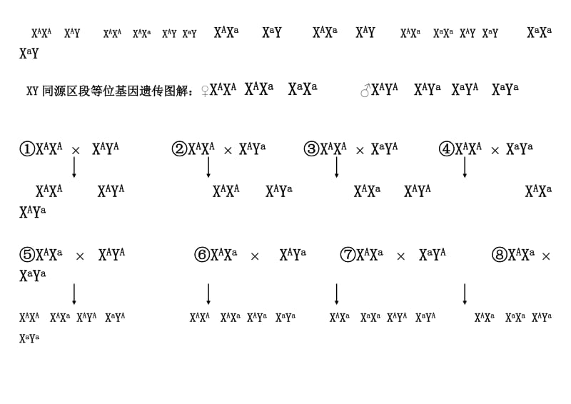 常染色体、伴X遗传、XY同源区段遗传图解比较.doc_第2页