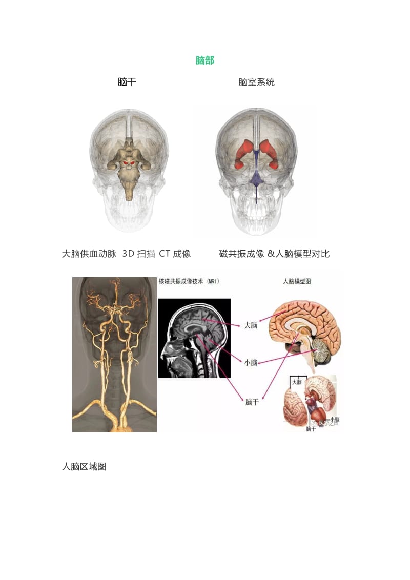 最全神经系统解剖图.doc_第2页