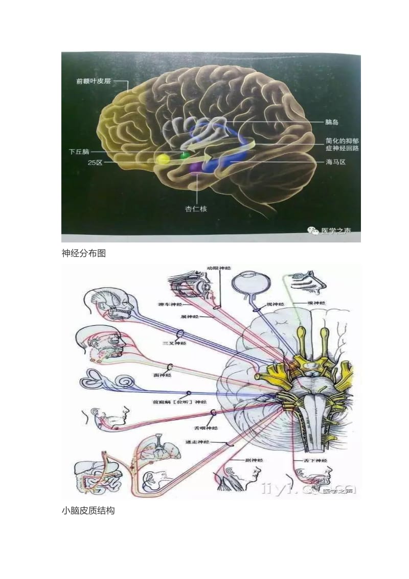 最全神经系统解剖图.doc_第3页