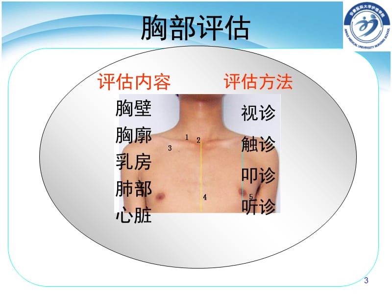 胸部检查 胸部的体表标志、胸壁、胸廓与乳房、肺与胸膜.ppt_第3页