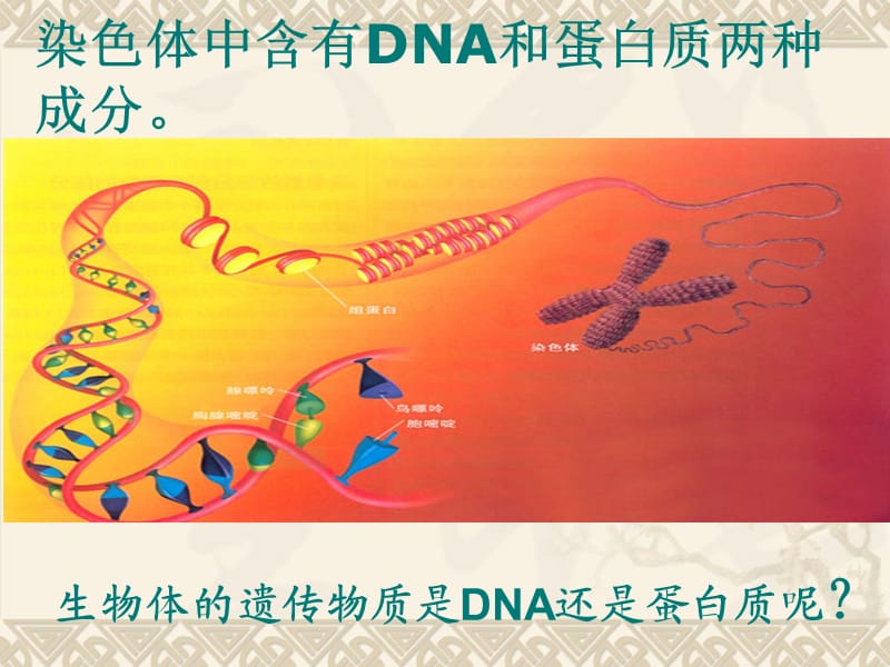 3.1DNA是主要的遗传物质2010.4.ppt_第2页