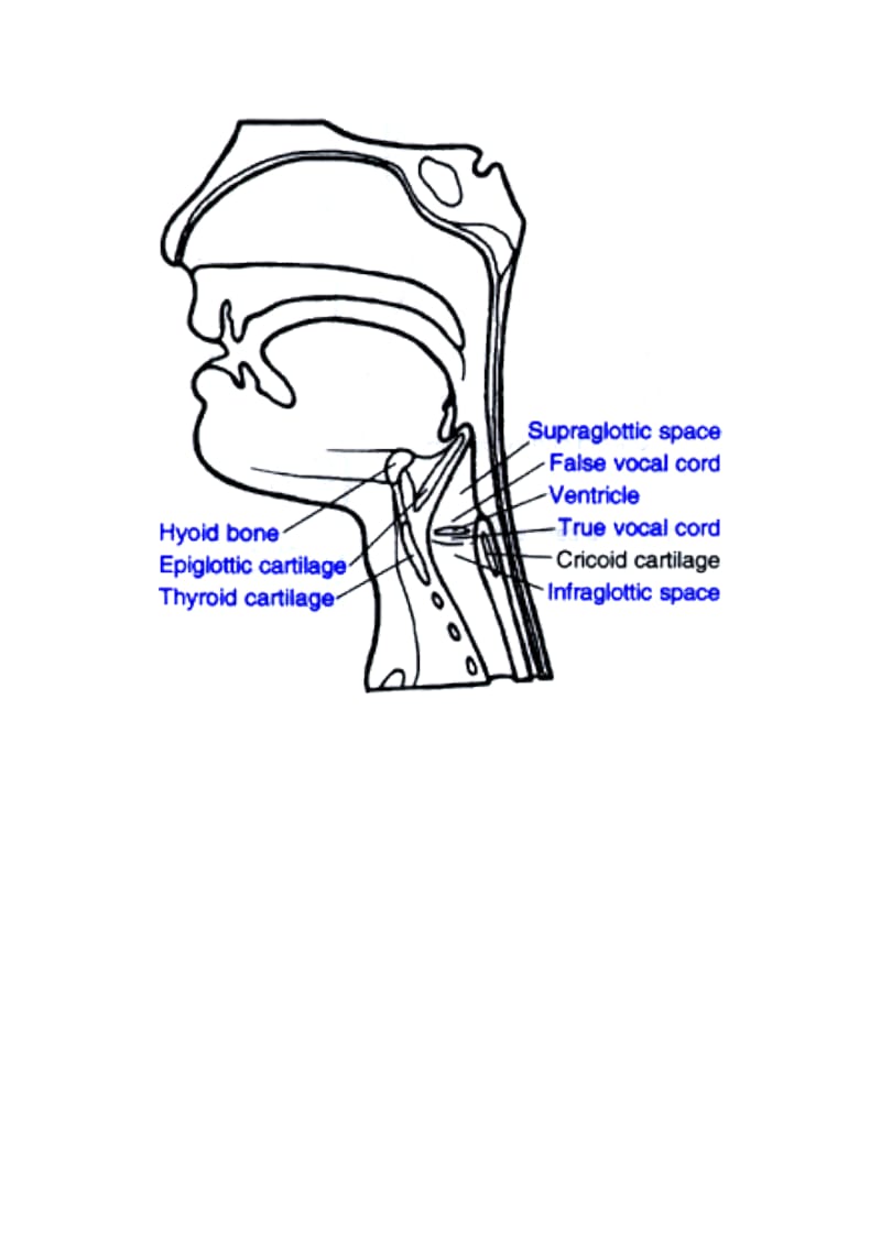 喉部解剖图.doc_第1页