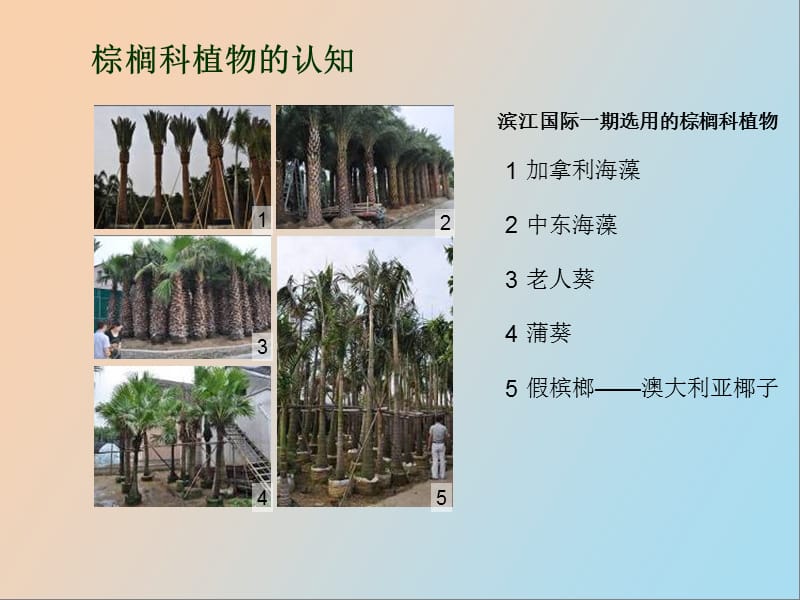 棕榈科植物选型.ppt_第2页