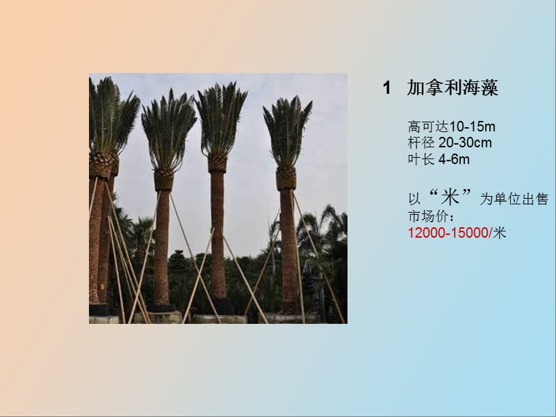 棕榈科植物选型.ppt_第3页
