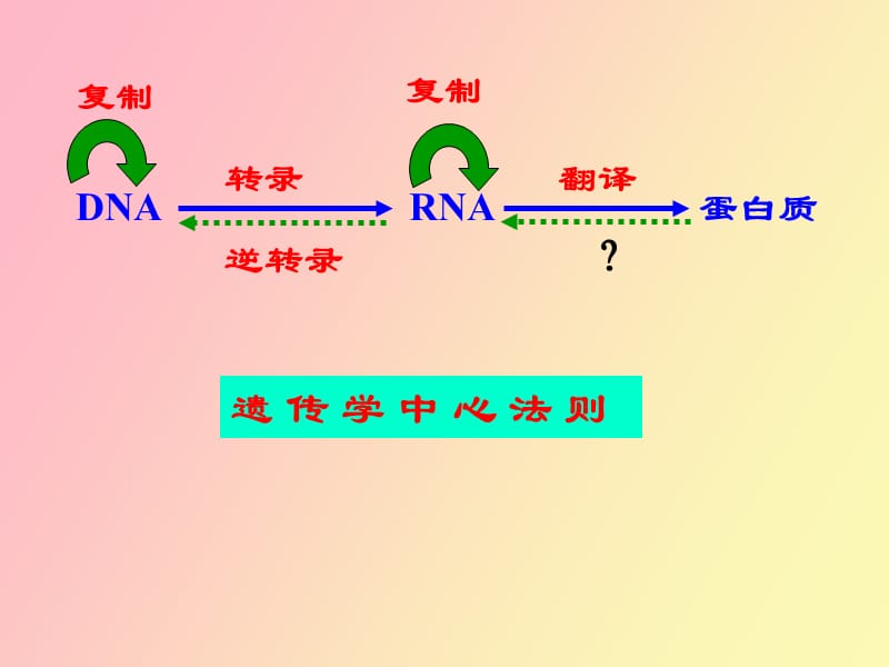 真核基因与基因组.ppt_第2页