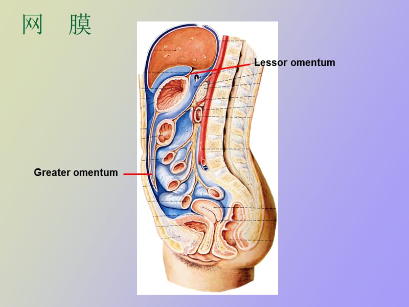 腹腔间隙影像解剖.ppt_第3页