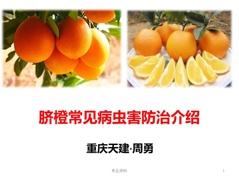 脐橙常见病虫害防治介绍【优质材料】.ppt_第1页
