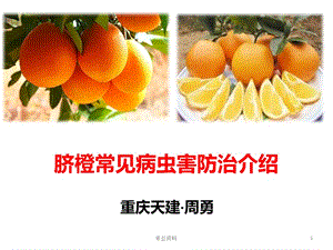 脐橙常见病虫害防治介绍【优质材料】.ppt