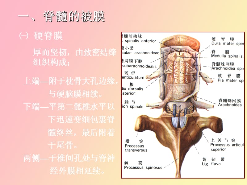脑和脊髓的被膜.ppt_第2页