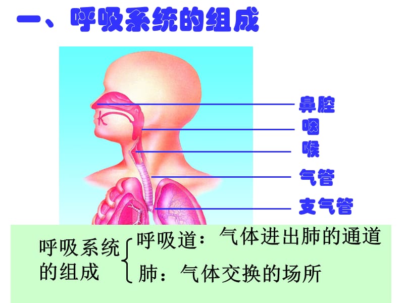 9讲人体呼吸系统.ppt_第2页