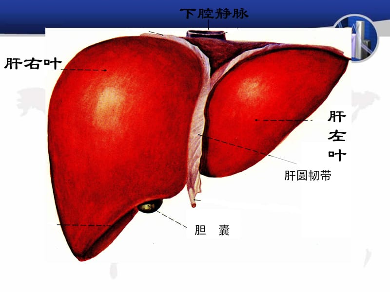 《肝脏超声图片》PPT课件.ppt_第2页