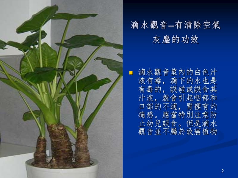 家庭常植物的功效幻灯片.ppt_第2页