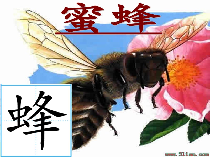 26、蜜蜂引路第一课时 (2).ppt_第2页