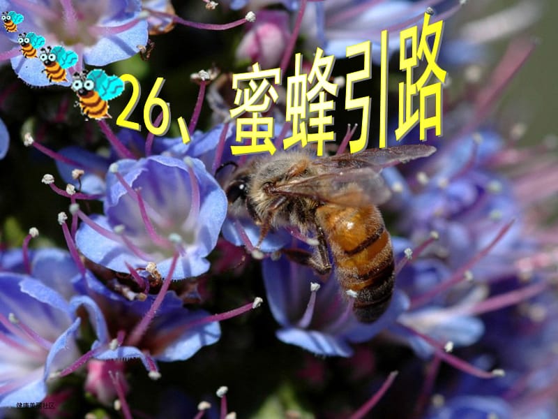 26、蜜蜂引路第一课时 (2).ppt_第3页