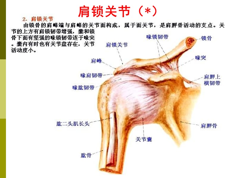 上下肢关节、颅骨连结参考PPT.ppt_第3页