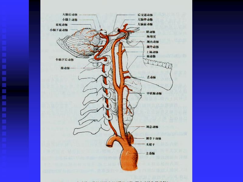 脑血管解剖图.ppt_第1页