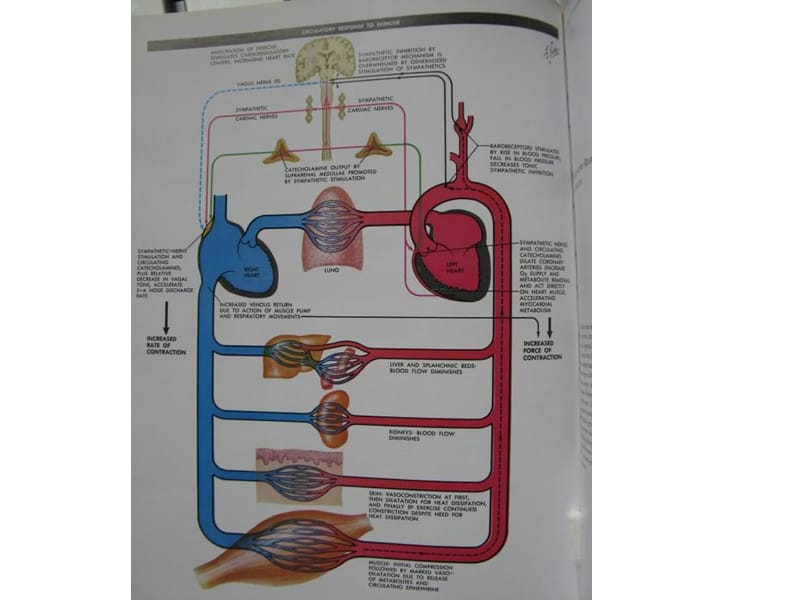 心血管解剖与其生理功能参考PPT.ppt_第3页