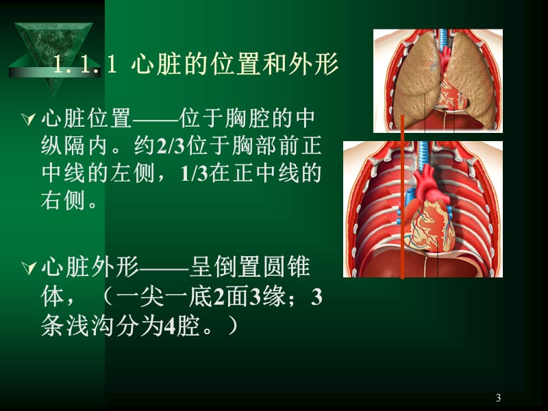心血管系统、呼吸系统参考PPT.ppt_第3页