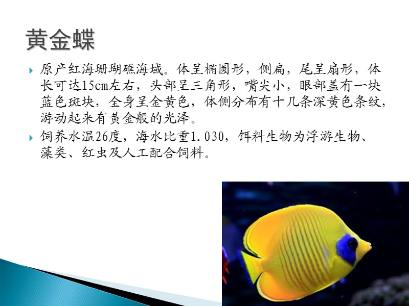 海水观赏鱼.ppt_第3页