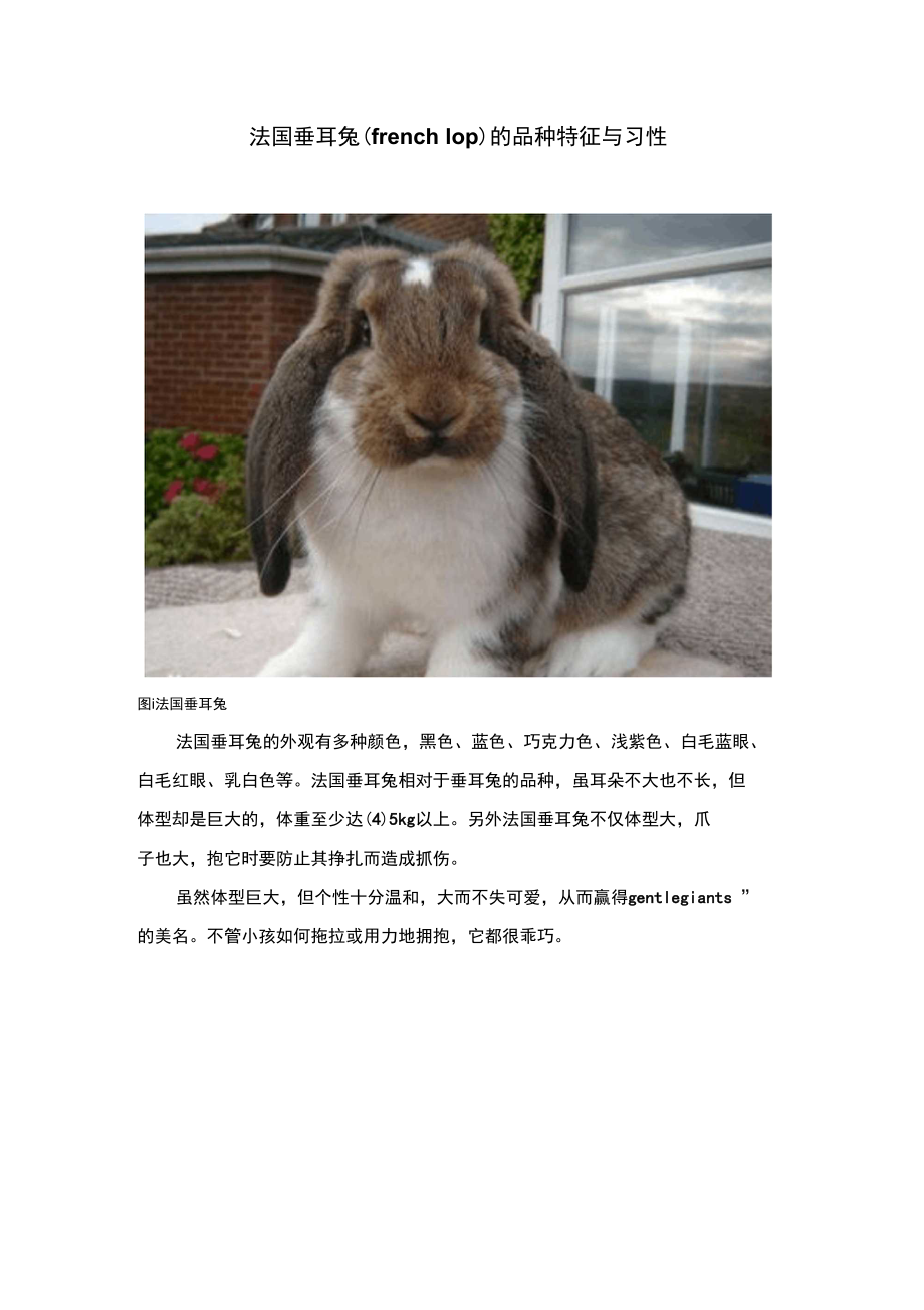 法国垂耳兔的品种特征与习性.doc_第1页