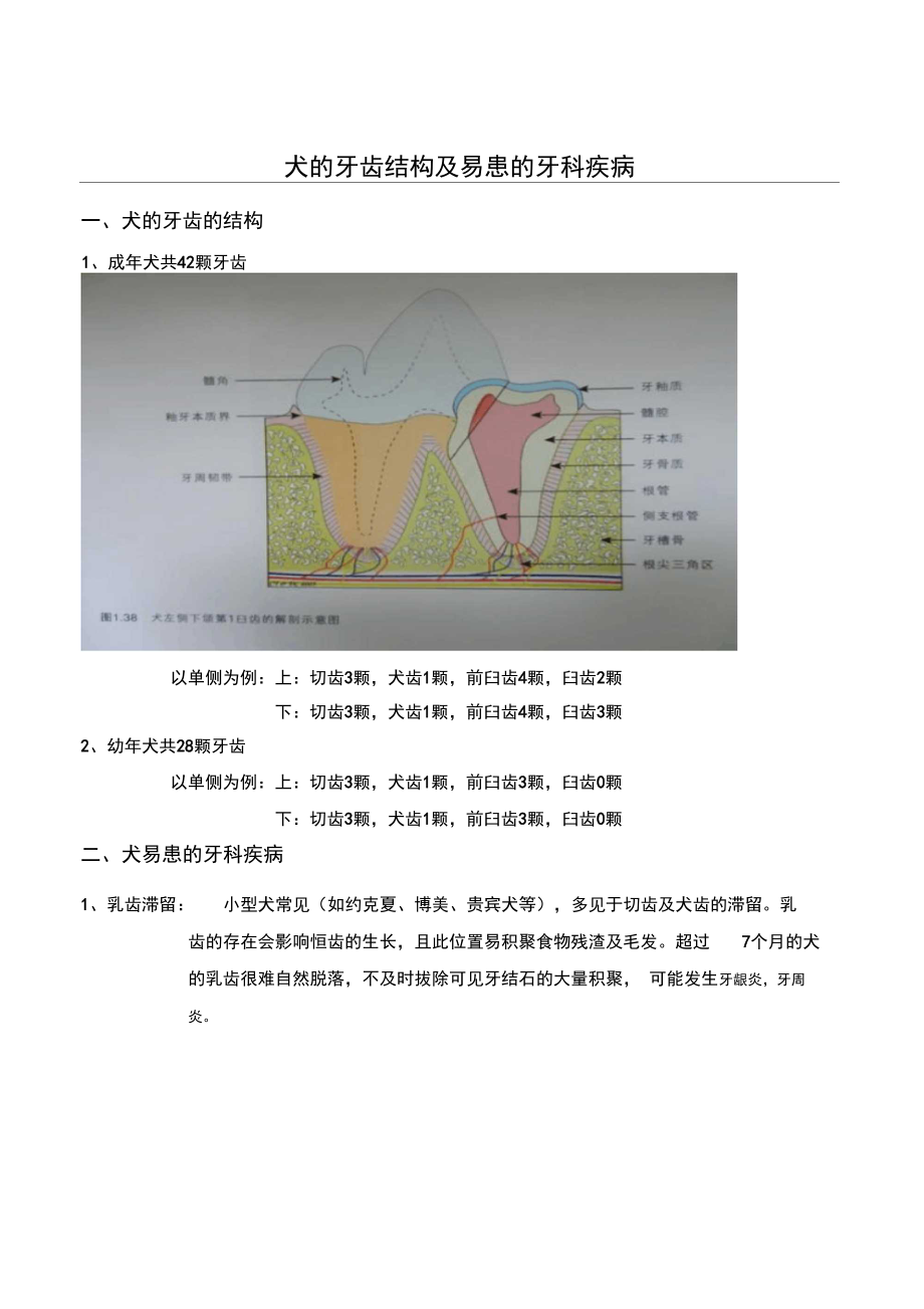 犬的牙齿结构及易患的牙科疾病.doc_第1页