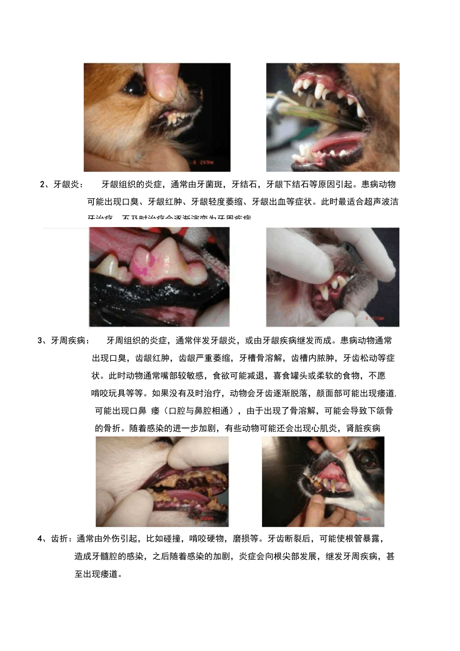 犬的牙齿结构及易患的牙科疾病.doc_第2页