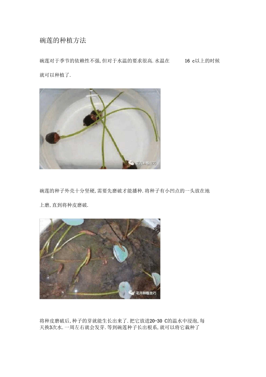 碗莲的种植方法.docx_第1页