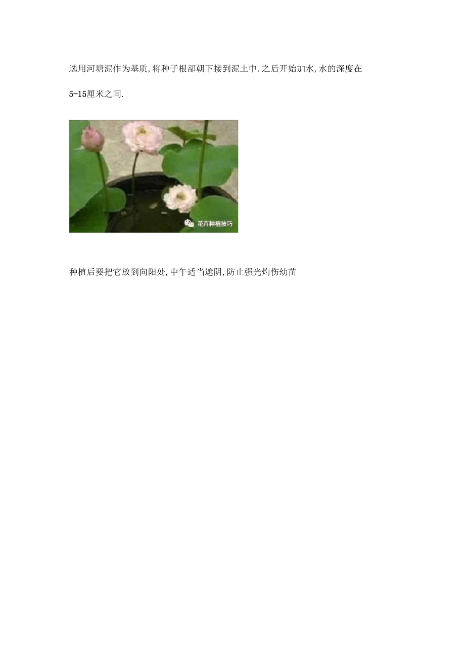 碗莲的种植方法.docx_第2页