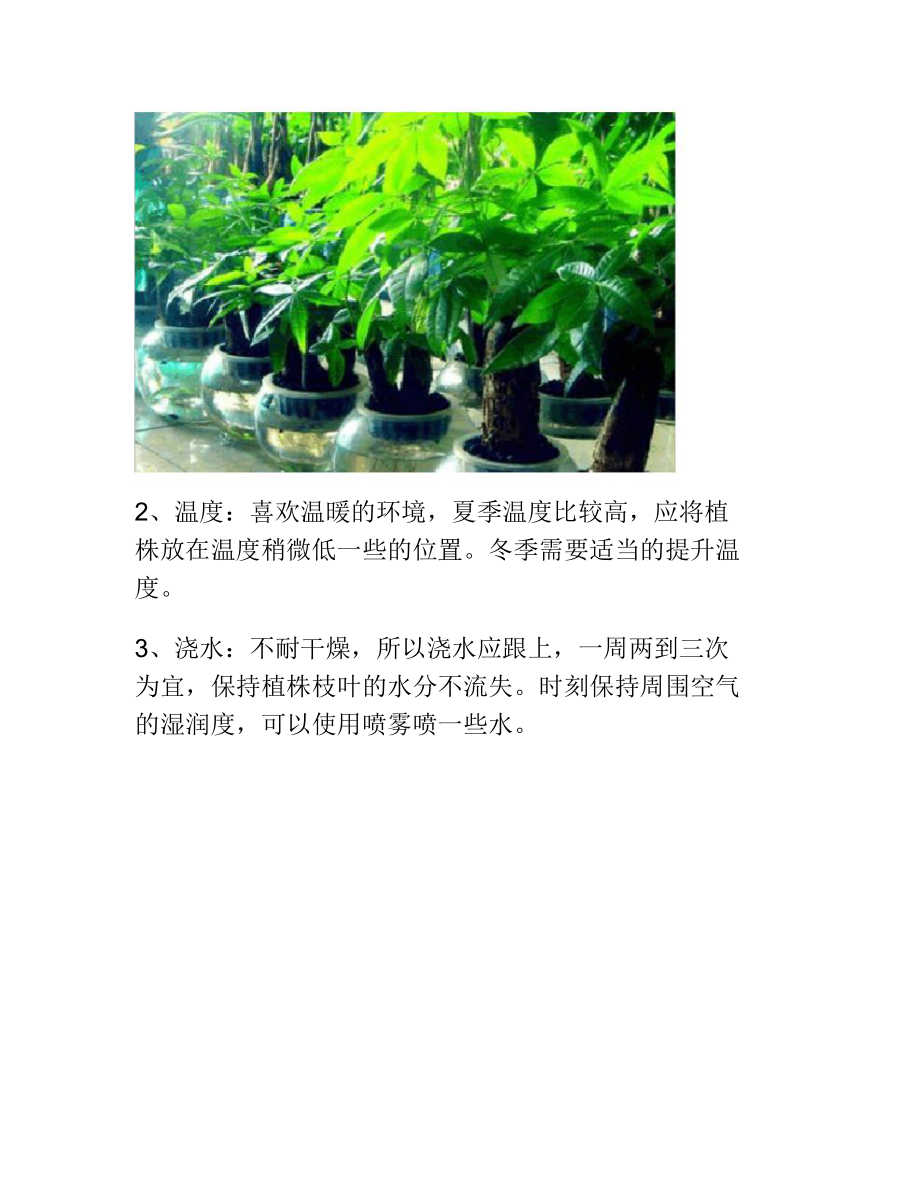 水培发财树的养殖方法和注意事项.doc_第2页