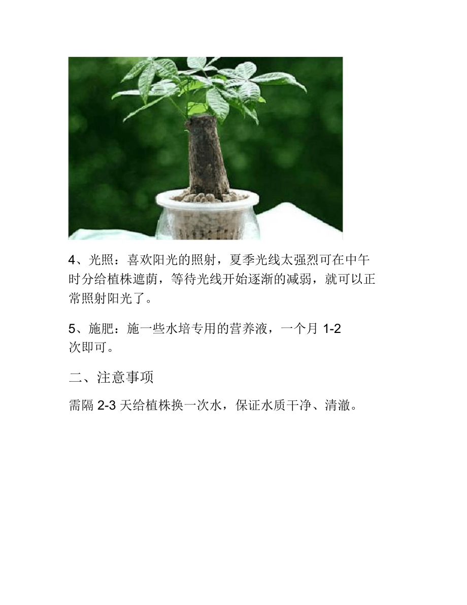 水培发财树的养殖方法和注意事项.doc_第3页