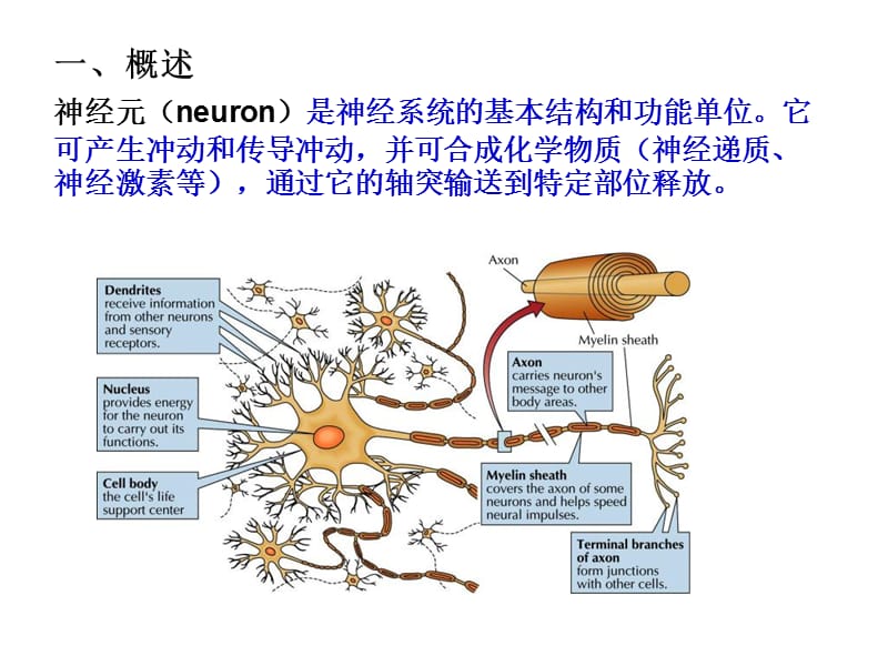 神经元的基本结构和功能概述.ppt_第2页