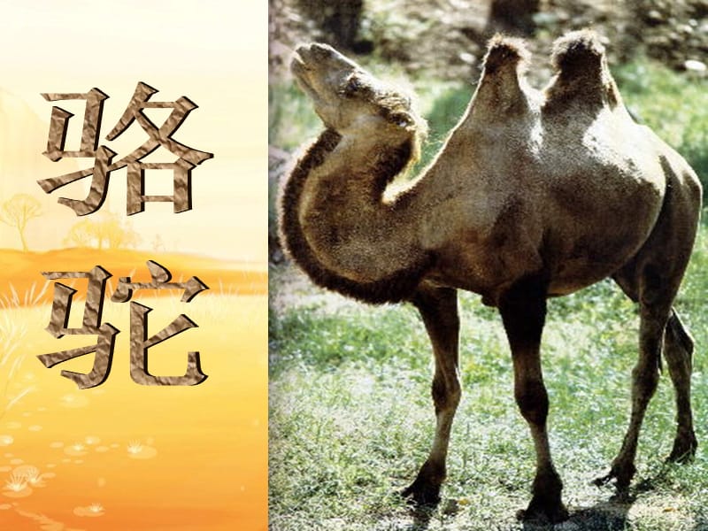 16找骆驼课件1.ppt_第2页