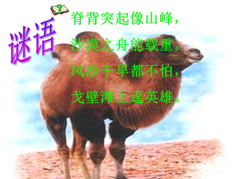16找骆驼课件2.ppt_第2页