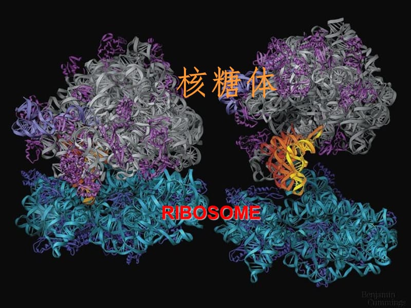 核糖体(ribosome)PPT课件.ppt_第1页