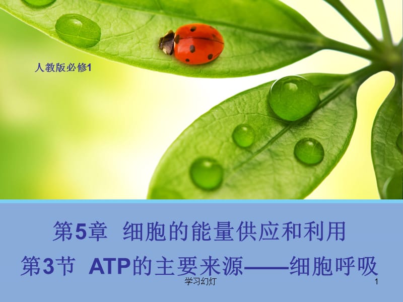 ATP的主要来源-细胞呼吸【稻香书屋】.ppt_第1页