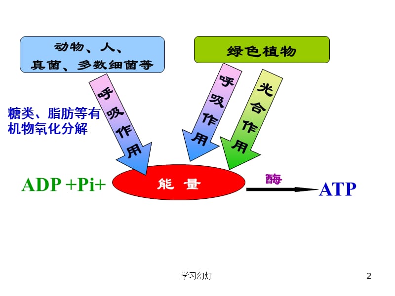 ATP的主要来源-细胞呼吸【稻香书屋】.ppt_第2页