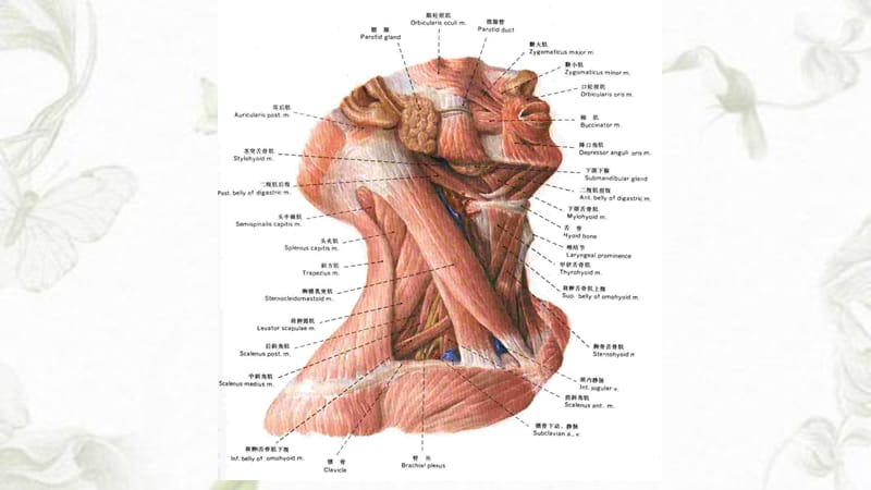 颈部肌肉神经血管详解.ppt_第2页