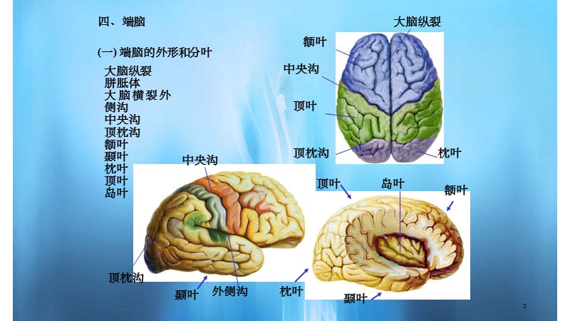 脑解剖(实用课件).ppt_第2页