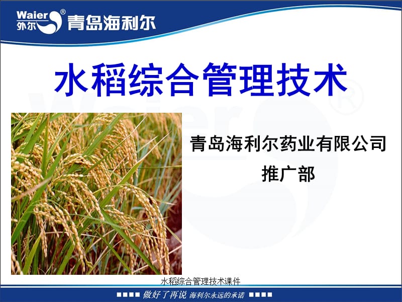 水稻综合管理技术课件.ppt_第1页