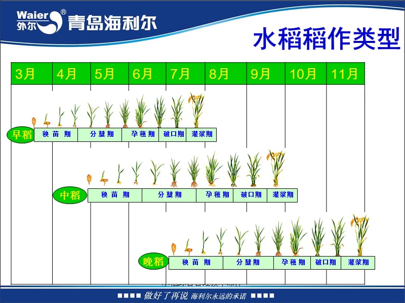 水稻综合管理技术课件.ppt_第3页