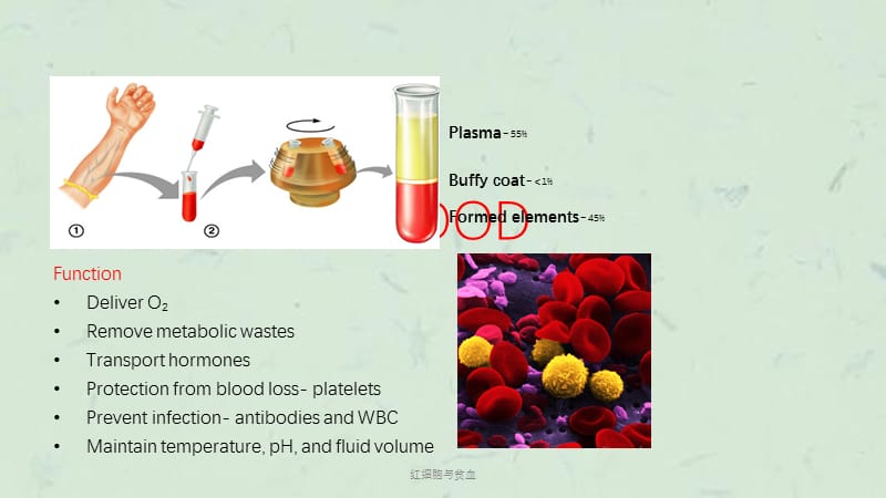 红细胞与贫血课件.pptx_第2页