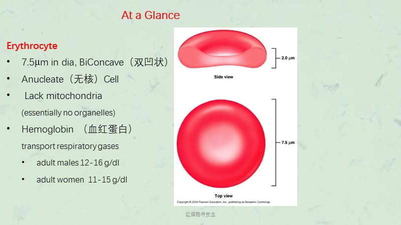 红细胞与贫血课件.pptx_第3页