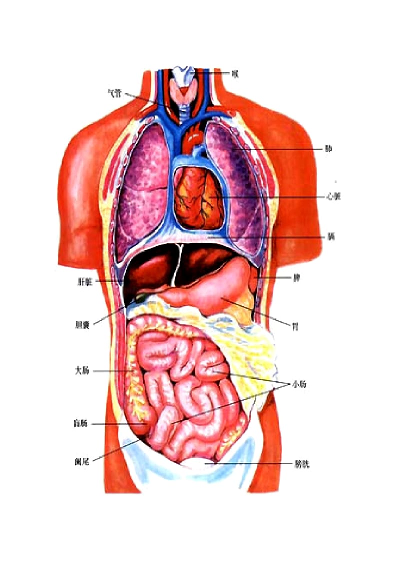 人体器官位置图解图片