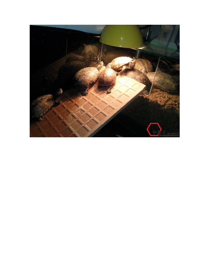 果核泥龟的家庭饲养和繁殖.doc_第3页
