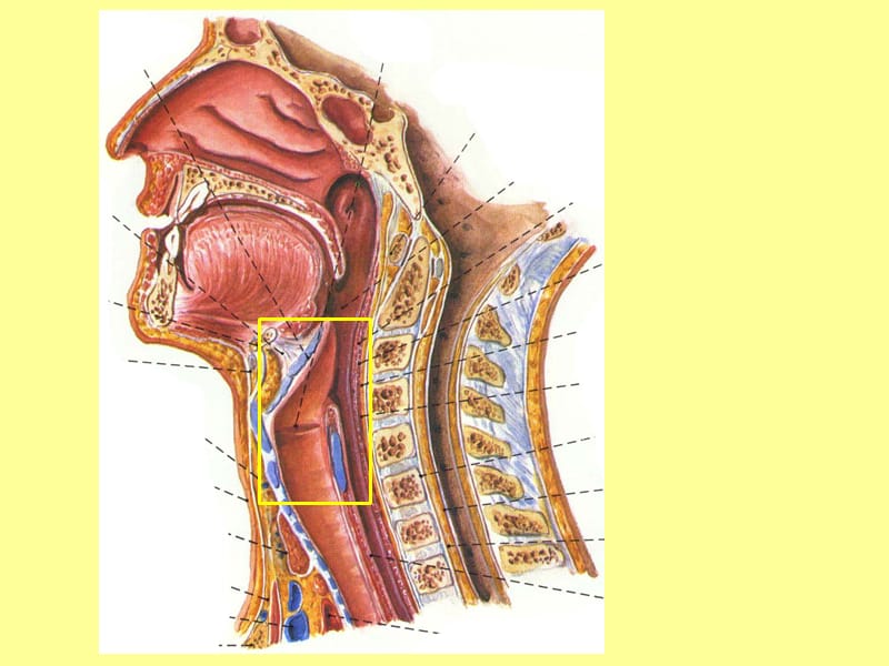 喉 讲稿 喉的应用解剖学和生理学.ppt_第3页