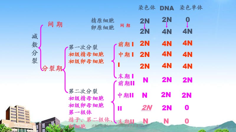 减数分裂染色体DNA染色单体的数量变化.ppt_第2页