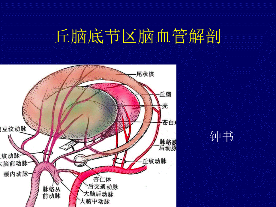 [临床医学]丘脑底节区脑血管解剖.ppt_第1页