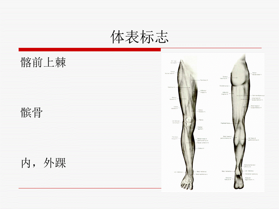 局部解剖学-下肢.ppt_第2页